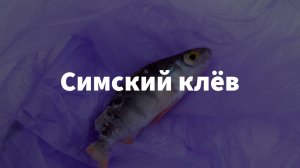 Симский клёв
