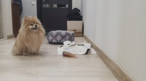 Как шпицинка общается с говяжьим ухом!