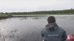 Невероятно! Эта трава забита крупным хищником. Ловим одну за другой.