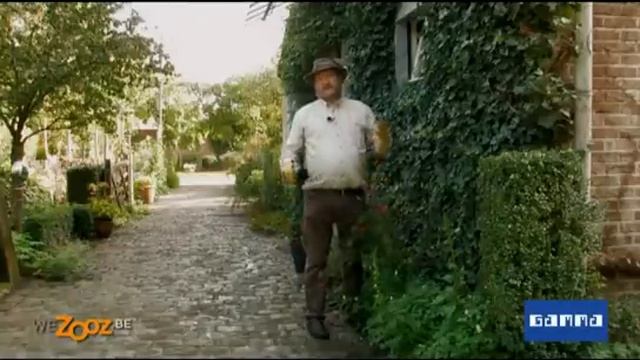 Klimop snoeien: zo ga je te werk | GAMMA België смотреть онлайн