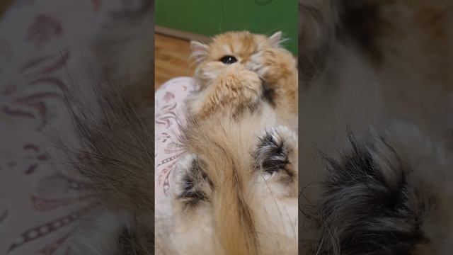 Мальчик, золотая шиншилла,  британский длинношерстный