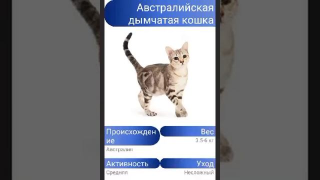 Породы кошек. Короткошёрстные. (1ч.)