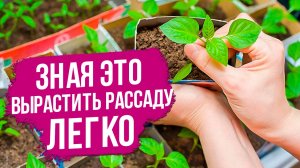 ЗДОРОВАЯ рассада - это ПРОСТО! Основные правила подготовки семян и ухода за рассадой.