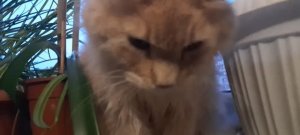Кот Симба