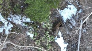 МЕДВЕДИ ПРОСНУЛИСЬ! Весна на берегах Телецкого озера