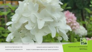 Гортензия Скайфол: изящный и утонченный сорт