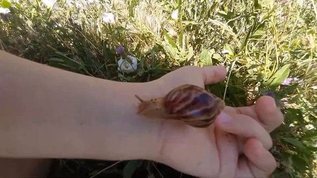 Как вырастить улитку ахатину🐌 смотреть онлайн
