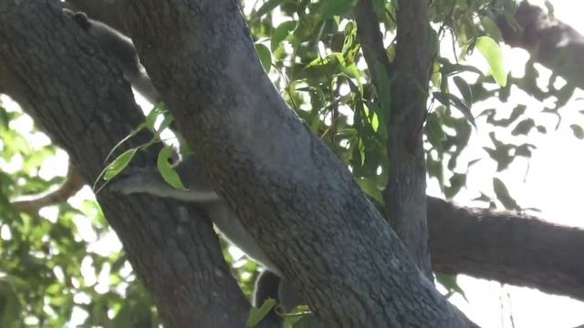 Maxine - wild koala in pink bloodwood смотреть онлайн