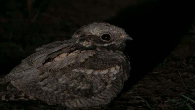 Козодой 11 августа 2015 смотреть онлайн