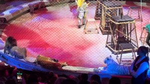 Большой Московский цирк 2022