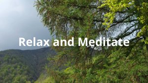 Песни Соловья В Лесу