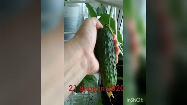 Огурец на окне Республика Коми смотреть онлайн