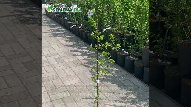 Абрикос Сибиряк Байкалова смотреть онлайн