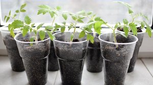 Проверенный способ посева томатов !