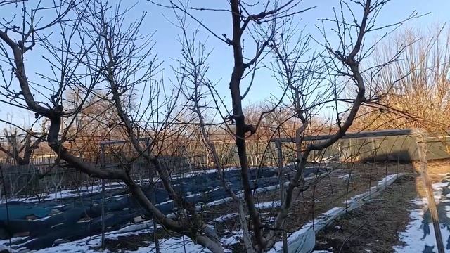 Чаша, ваза , мультилидер