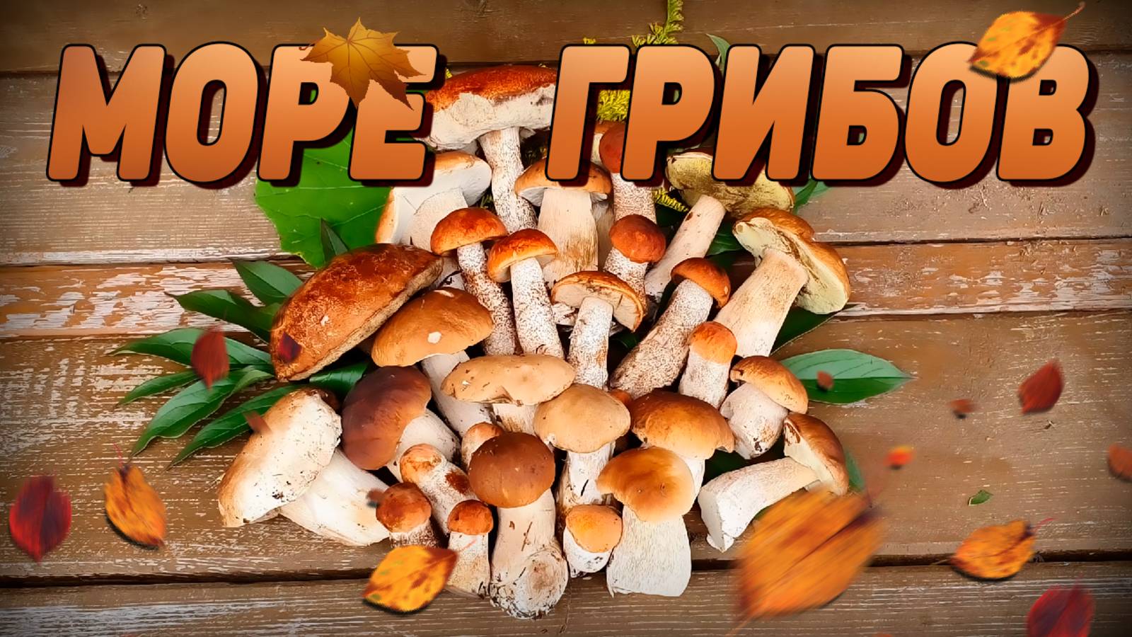 МИЛЛИОН ГРИБОВ | Море грибов ОСЕНЬ смотреть онлайн