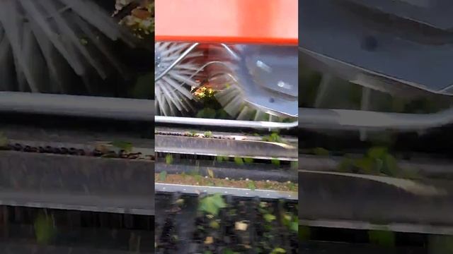 Уборка черной смородины  в РБ смотреть онлайн