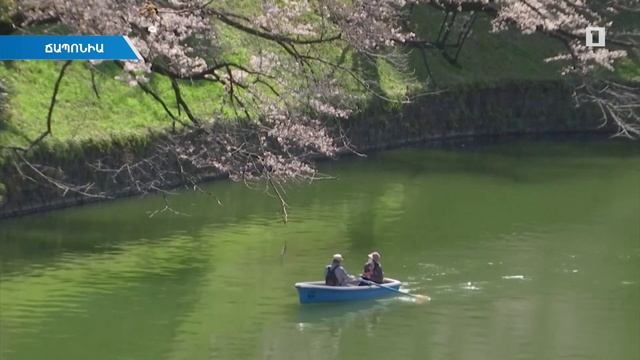 Սակուրայի ամենավաղ ծաղկման ռեկորդ՝ վերջին 1200 տարվա ընթացքում смотреть онлайн