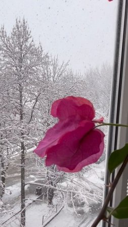 СНЕГ и БУГЕНВИЛЛЕЯ