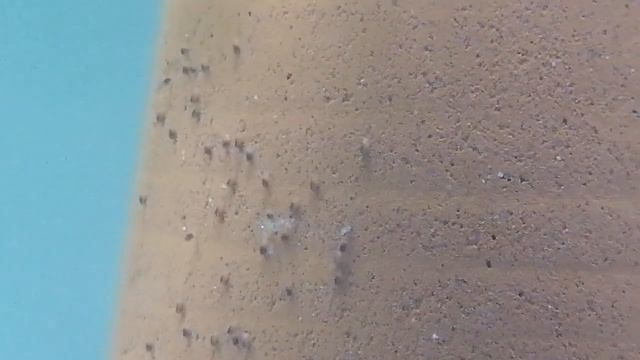 Дискусы , пара с личинкой , red spotted snake skin*cobalt . сделал сам, искусственное разведение. смотреть онлайн