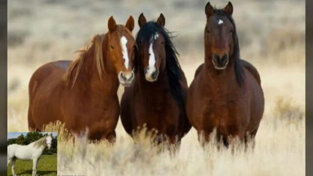 Картинки под музыку( лошади ) смотреть онлайн