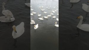 Лебединое озеро часть 4