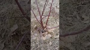 Высота прививки. Варианты.