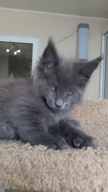 котенок мейн кун из питомника Страна Гуллверов - Country Gulliver's R2 смотреть онлайн