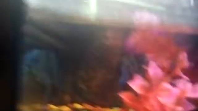 Влог//мои рыбки и потомство!! смотреть онлайн