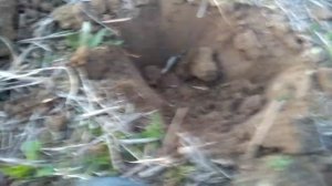 Коп з Garrett ACE 250. Прогулянка перед святами. Коп у лісі. Коп на полі.