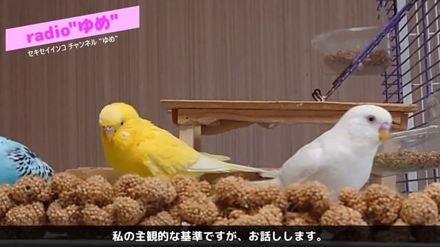 【radio”ゆめ” #2】この子は、男の子か女の子かわかりますか？性別的中率が約50%の私が、いろいろと語ります。 смотреть онлайн