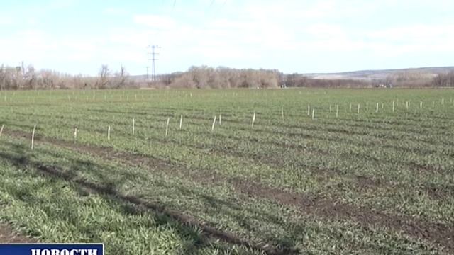 БНИИСХ. Состояние озимых культур #ВремяГероев смотреть онлайн