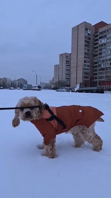 Подписывайся на канал Космоса 🐶 #cockerspaniel #домашнийлюбимец #собаки #животные