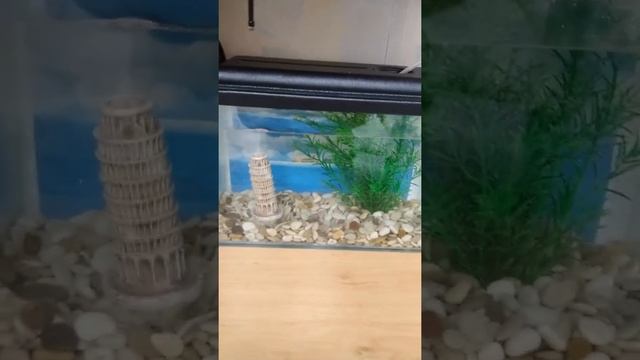 😱😱😱ЖИЗНЬ В СОЧИ! КОТЫ В СОЧИ! (часть 7)