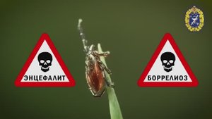 Антиклещ