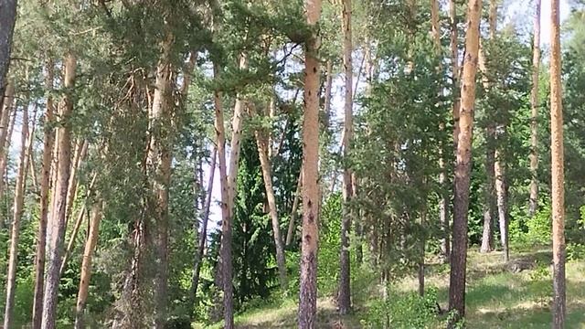 красота утра в сосновом лесу