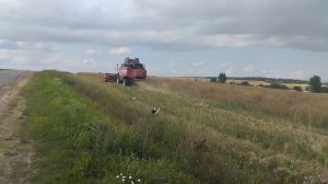 Уборка рапса 2023 | комбайны полесье