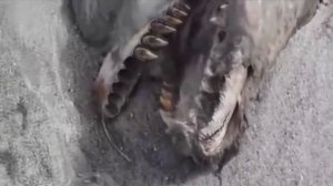 3 ДИНОЗАВРА СНЯТЫХ НА КАМЕРУ