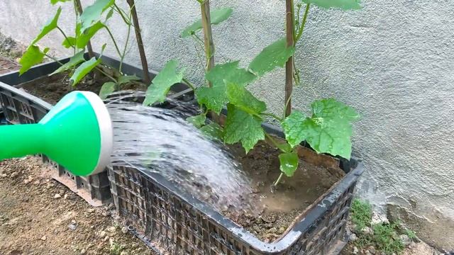Growing Angled luffa for many fruits at home, is unbelievable simple for beginners смотреть онлайн