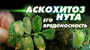АСКОХИТОЗ нута - все что нужно знать о данной болезни на нуте.
