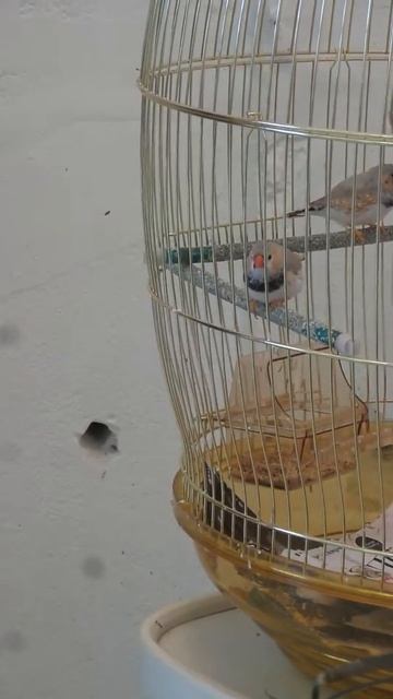 БИЗНЕС КЛАСС!ЦЕНТР МОСКВЫ!АМАДИНЫ! смотреть онлайн