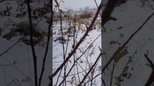 Итоги 3 сезона вегетации яблонь.