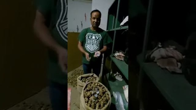 Organic Raw Black Turmeric - Curcuma Caesia for Sale смотреть онлайн