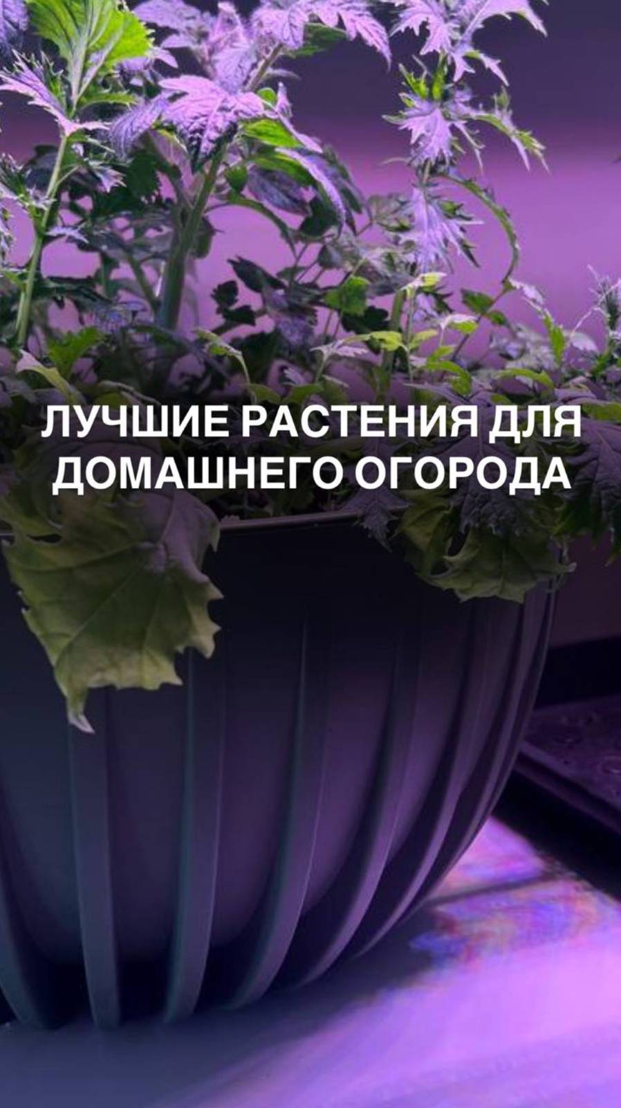 Лучшие растения для домашнего огорода #огороднаподоконнике #огородкруглыйгод #зимнийогород #зелень