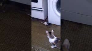 Как кошки бояться крысу )