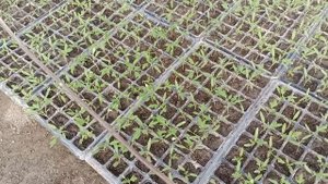 Таня F1 томаты открытого груна