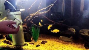 Сильное течение в аквариуме от помпы.