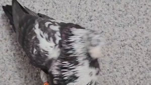 Сокол САПСАН атакует Голубя/Falcon Peregrine attacks pigeons