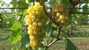 Виноград Прим 2024г