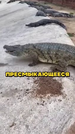 видео приколы